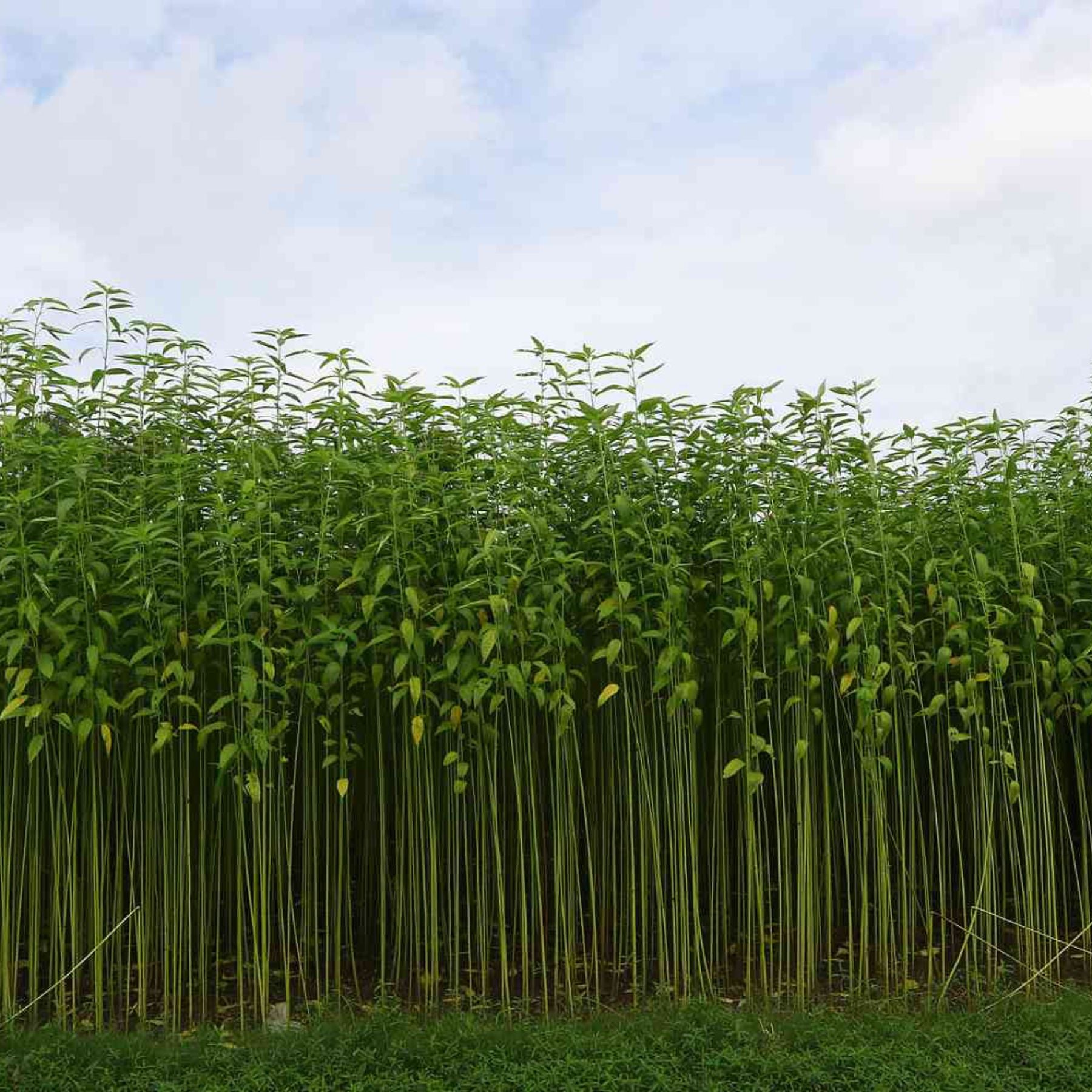 jute a natural fiber commonly known as burlap