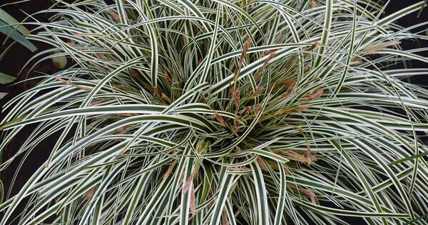 sedges are grass-like plants often grouped with ornamental grasses and rushes