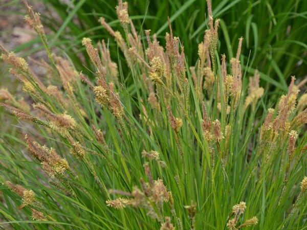 sedge contribute to various aspects of ecosystem functioning
