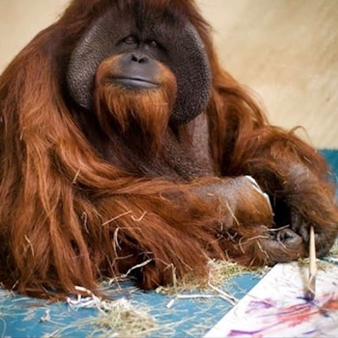 Chantek Sign The Ape Who Went To College ASL Zoo Atlanta Georgia