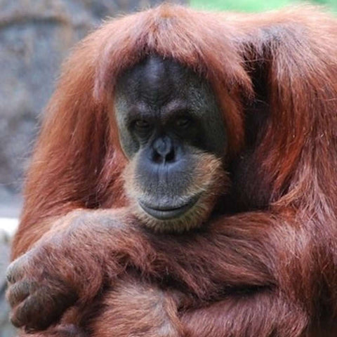 Madu Bornean Orangutan