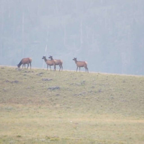 Elk Grazing Mist Lamar Valley