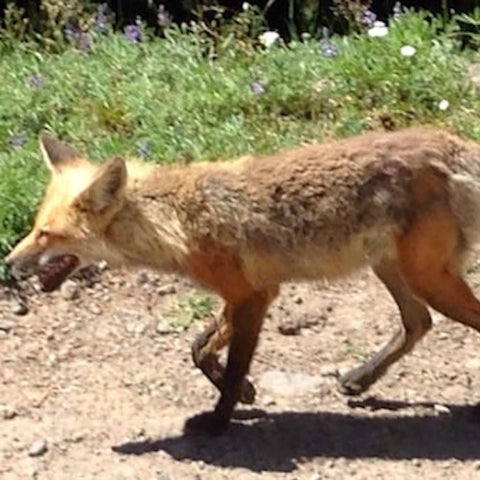 Hannah Jaicks Research Outdoor Adventures Yellowstone Coyote