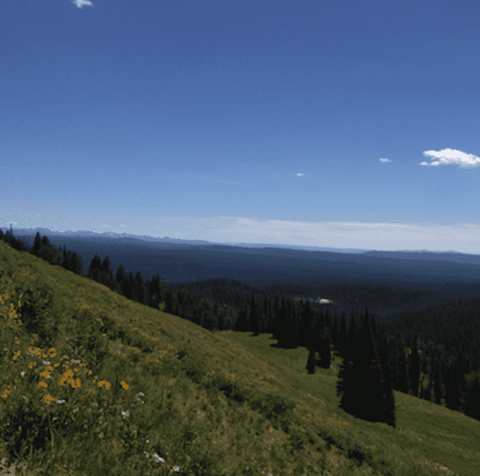 Mount Washburn Wildflowers