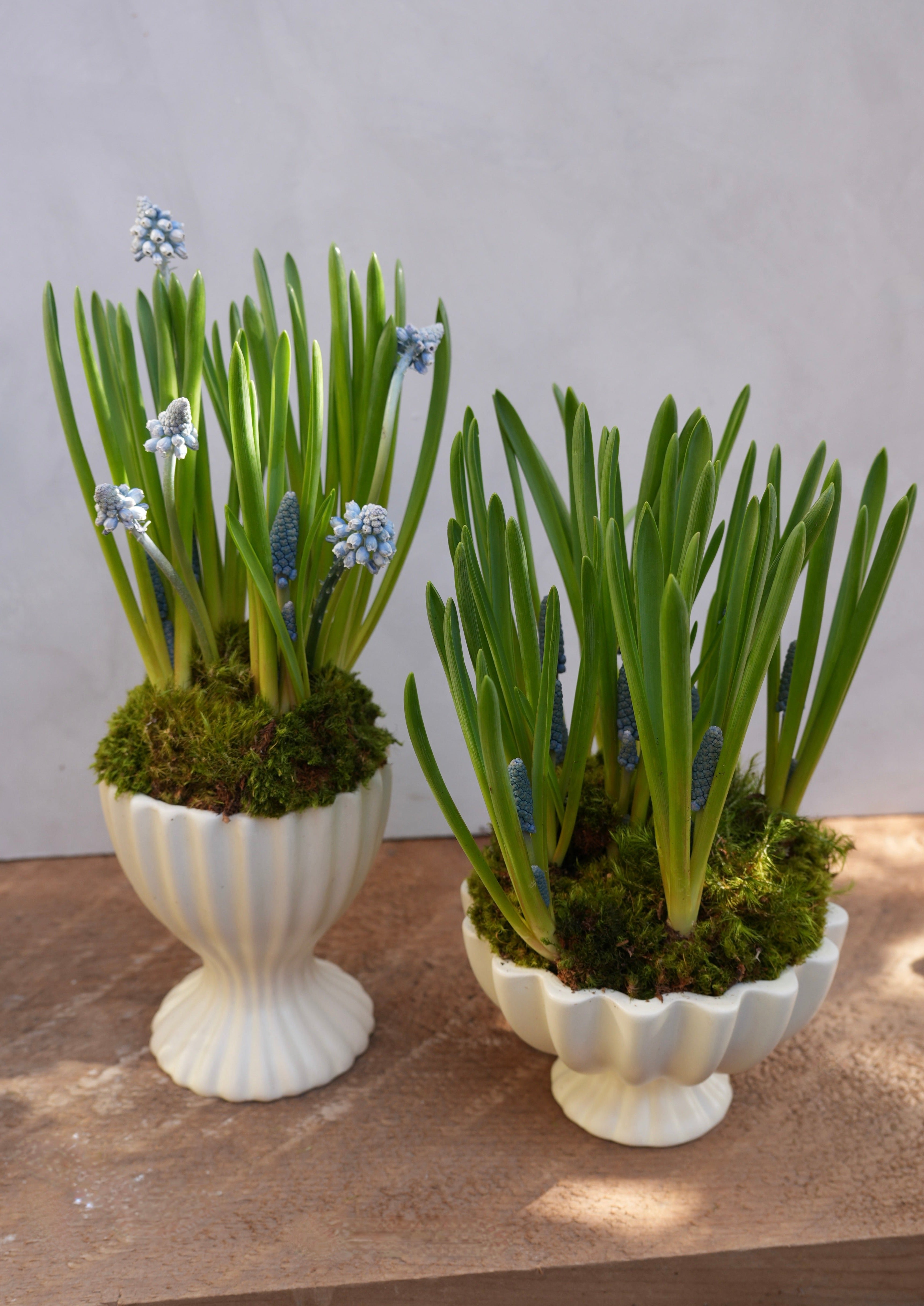 Spring Bulb Planter Set