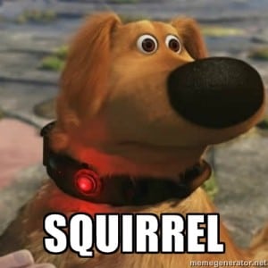 squirrel