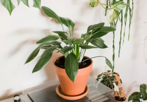 plante aspidistra