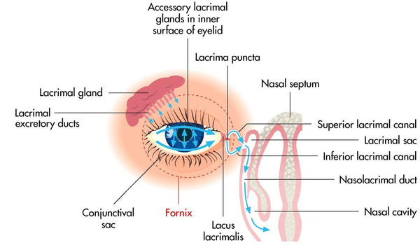 Normal tear flow