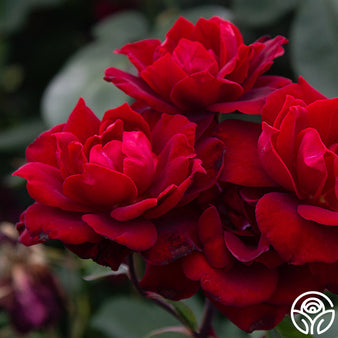 Dark Night™ Hybrid Tea Rose