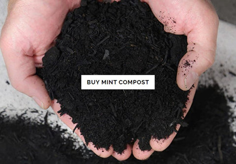 Buy Mint Compost