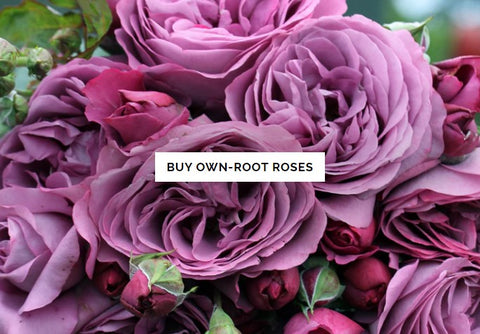 Buy Own-Root Roses