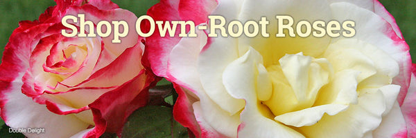 Heirloom Roses - Shop Roses