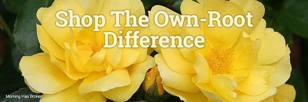 Shop Heirloom Roses Own-Root Difference