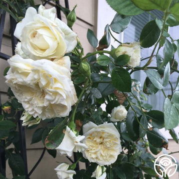 Blush Noisette Rose - Noisettes - Moderately Fragrant – Heirloom Roses