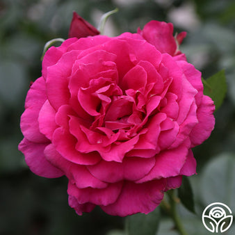 Queen Elizabeth Rose - Grandiflora - Lightly Fragrant – Heirloom Roses