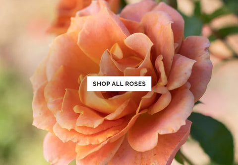 Shop All Roses