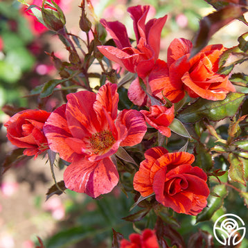 Desmond Tutu Rose - Floribunda - Moderately Fragrant – Heirloom Roses