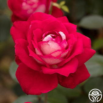 Buy Rose Petals, Red ~ Certified Organic » Gryffon Ridge