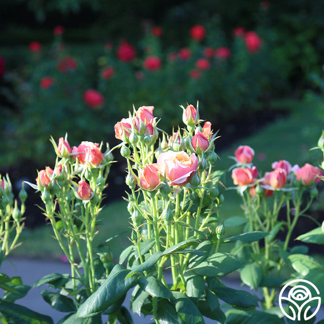 Heirloom Roses - những bông hoa hồng di sản với sắc đỏ tươi sáng và hương thơm ngát là niềm đam mê của rất nhiều người. Hình ảnh gần gũi với tự nhiên này sẽ khiến bạn phải nghĩ đến những cánh hoa tuyệt đẹp, đồng thời thổi vào cuộc sống của bạn những giây phút yên bình và thư giãn.