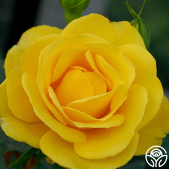 Savannah Rose - Hybrid Tea - Very Fragrant – Heirloom Roses