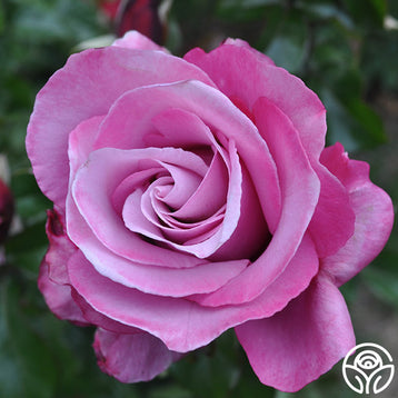 Savannah Rose - Hybrid Tea - Very Fragrant – Heirloom Roses