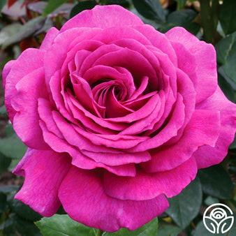 Heirloom  Hybrid Tea Rose