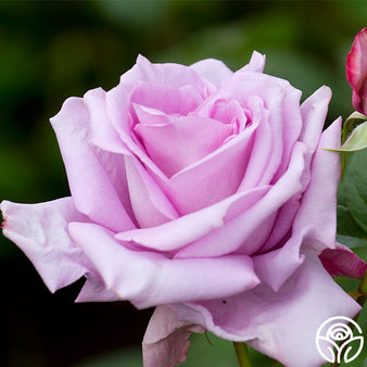 Blue Girl Hybrid Tea Rose  Gurney's Seed & Nursery Co.