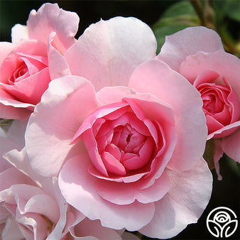 Pink Parfait Rose (Rosa 'Pink Parfait') in Drums Mountaintop Wilkes-Barre  Hazleton Whitehaven Pennsylvania PA at Beechwood Gardens