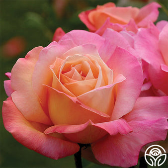 Some information on the historic Peace hybrid tea rose, Lifestyle