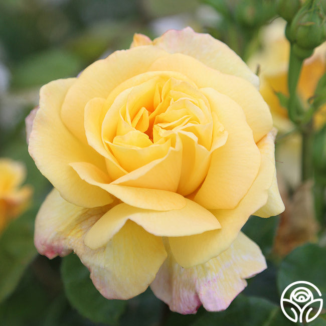 Ch Ching Rose Grandiflora Very Fragrant Heirloom Roses