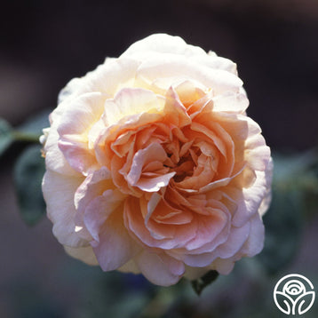 Créme de la Créme Rose - Climbing Roses - Moderately Fragrant – Heirloom  Roses