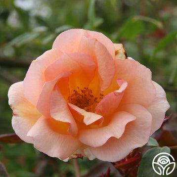 Blush Noisette Rose - Noisettes - Moderately Fragrant – Heirloom Roses