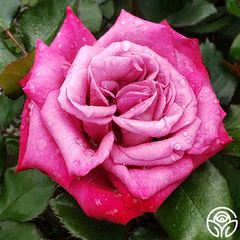 Savannah Rose - Hybrid Tea - Very Fragrant – Heirloom Roses