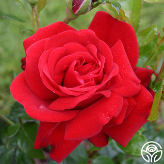 Sunbelt® Tupelo Honey™ - Star® Roses and Plants