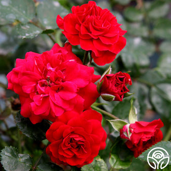 Heirloom Roses - Fire 'N' Ice Floribunda Rose Plant - Red Rose Bushes 