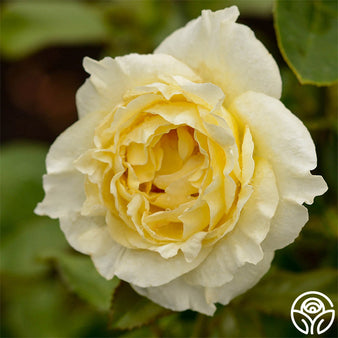 Enchanted Peace™ Hybrid Tea Rose