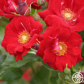 Rosa 'Rosie the Riveter' - 24 Inch Patio Tree - Rose - Rosaceae (The Rose  Family)