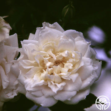 Blush Noisette Rose - Noisettes - Moderately Fragrant – Heirloom Roses