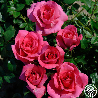 Enchanted Peace™ Hybrid Tea Rose