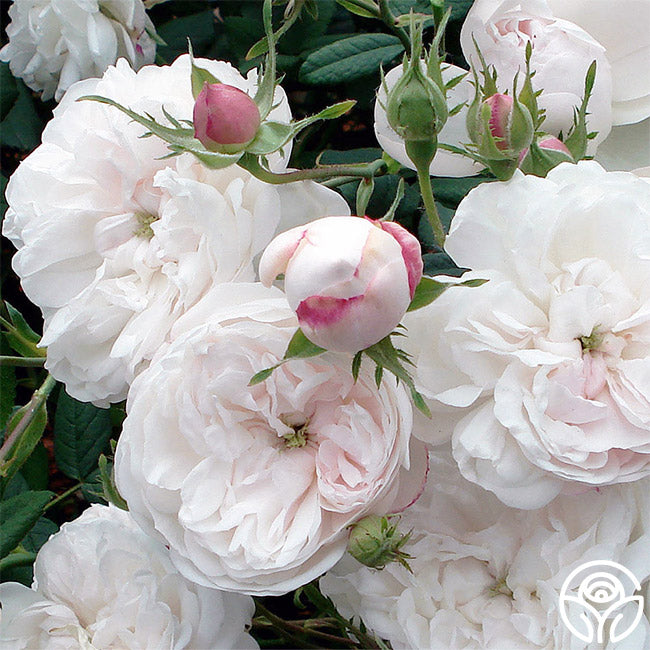 20 Off Heirloom Roses COUPON CODES → (4 ACTIVE) March 2023
