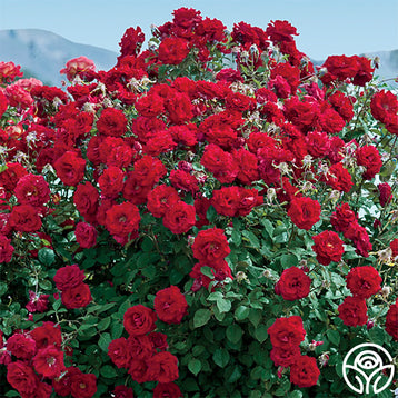 Desmond Tutu Rose - Floribunda - Moderately Fragrant – Heirloom Roses
