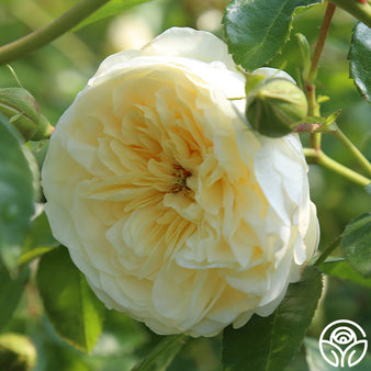 Queen Elizabeth Rose - Grandiflora - Lightly Fragrant – Heirloom Roses