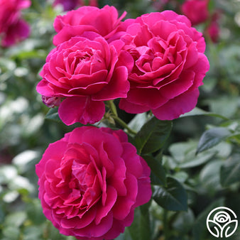 Queen Elizabeth Rose - Grandiflora - Lightly Fragrant – Heirloom Roses