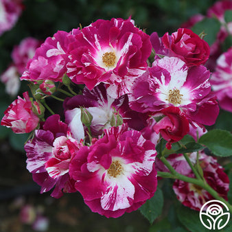 Kaye's Plant Pick of the Week – Twilight Zone Rose - Covingtons