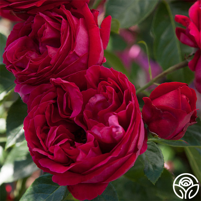 Cloud 10 Rose - Climbing Roses - – Heirloom Roses