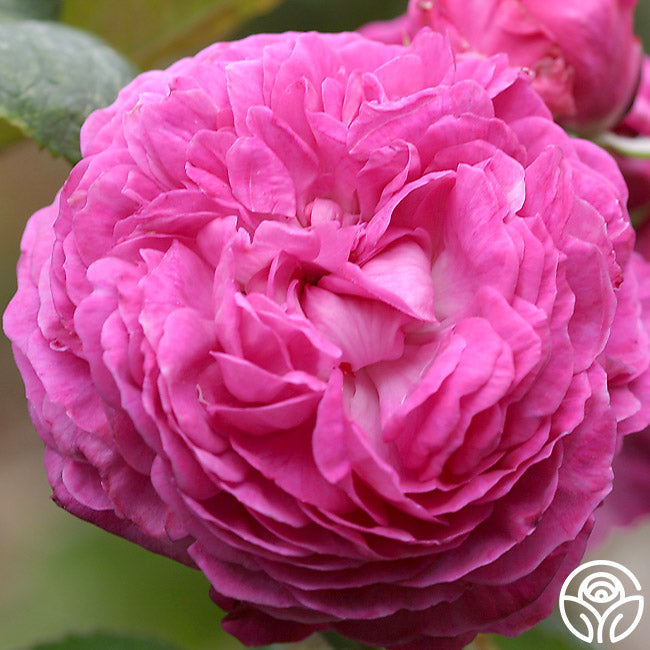 Reine Des Violettes Rose - Hybrid Perpetuals - Exceptionally Fragrant –  Heirloom Roses
