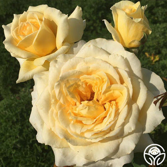 Queen Elizabeth Rose - Grandiflora - Lightly Fragrant – Heirloom Roses