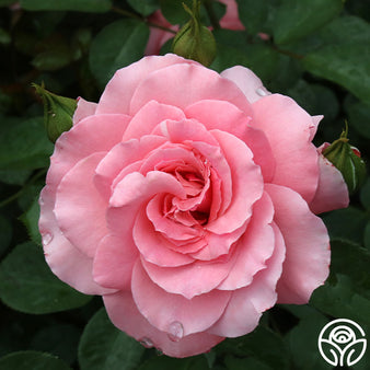 Falling in Love™ Hybrid Tea Rose, Hybrid Tea Roses: Edmunds' Roses