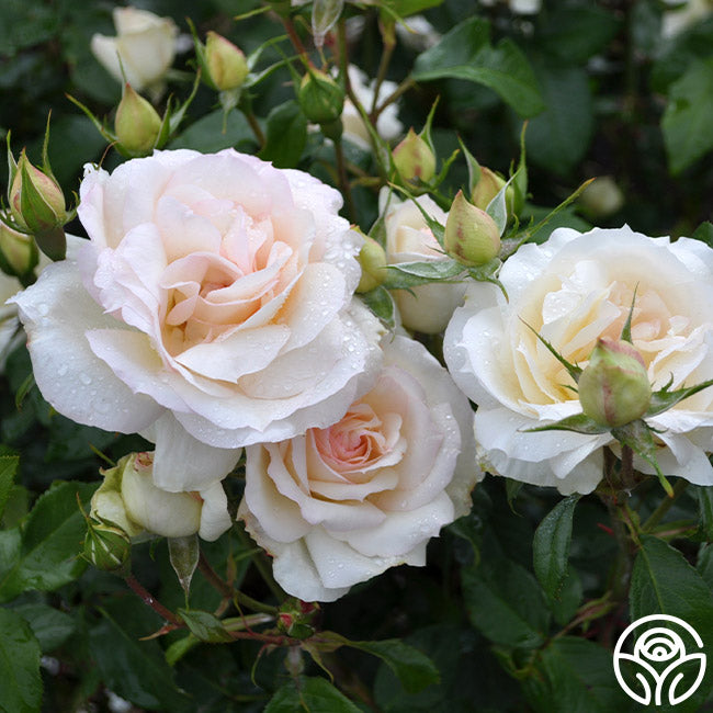 Midas Touch Rose - Hybrid Tea - Very Fragrant – Heirloom Roses