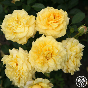 Savannah Rose - Hybrid Tea - Very Fragrant – Heirloom Roses